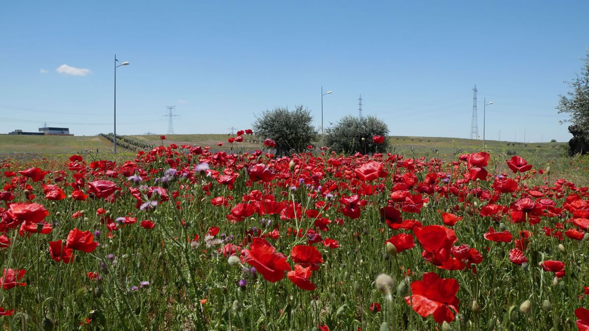 Plataforma Central Iberum: Carbon Neutral